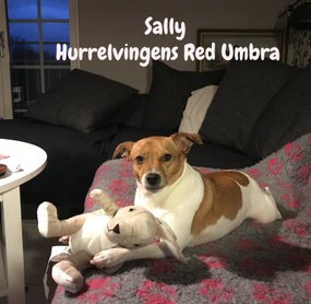 Sally  Hurrelvingens Red Umbra